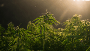 THCA Flower vs Delta-9: What’s the Difference and Why It Matters