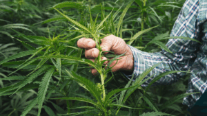 How to Store Hemp Flower: A Complete Guide to Freshness and Potency