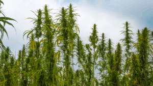 THCA Legality by State: Where You Can Buy Premium Hemp Flower in 2025