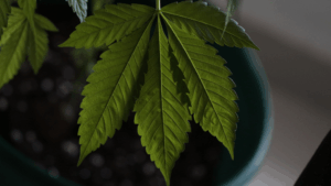 Lab Testing Explained: What Your THCA COA Actually Means