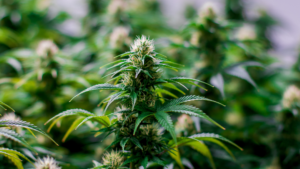 THCA vs. Delta-8 vs. Delta-9: Understanding the Differences and Which Is Right for You