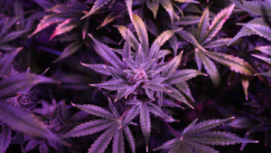 The Truth About ‘Organic’ Cannabis: What to Look for in Premium Hemp Flower