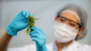 Indoor vs. Outdoor THCA Flower: Does Growing Method Actually Affect Quality?