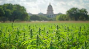 Federal THC Ban: Consequences for Texas Hemp Industry